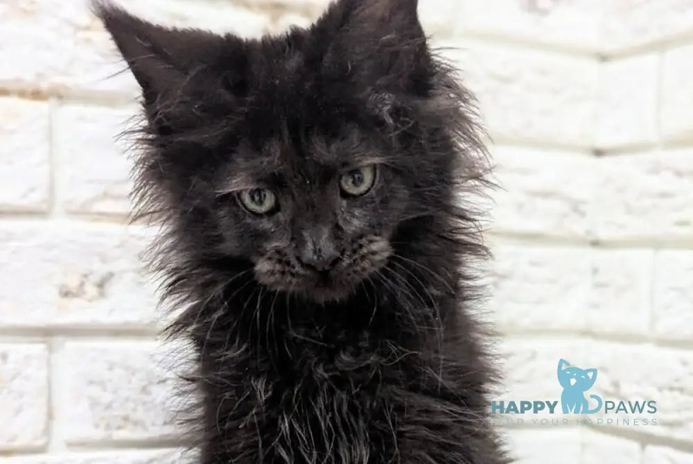 Vincent Maine Coon male black live animals