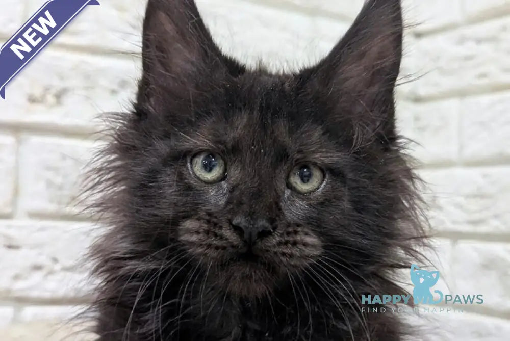 Vincent Maine Coon male black live animals