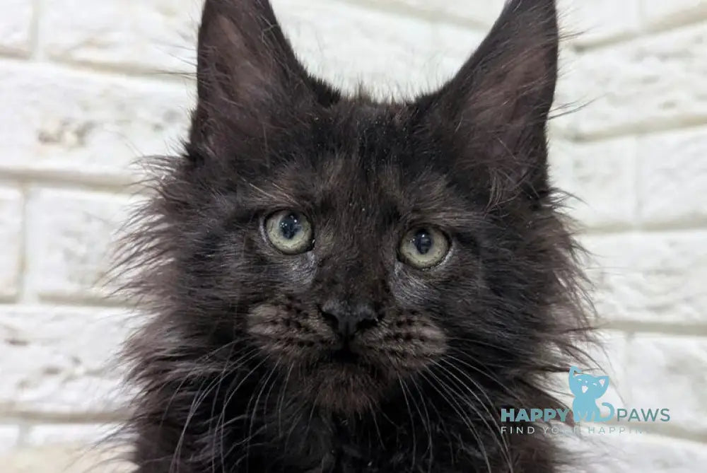 Vincent Maine Coon male black live animals
