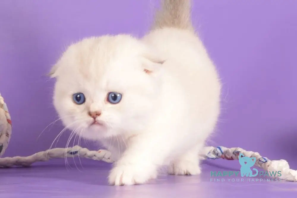 Vincent Munchkin male blue harlequin pointed live animals