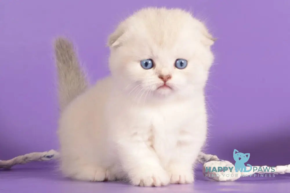 Vincent Munchkin male blue harlequin pointed live animals