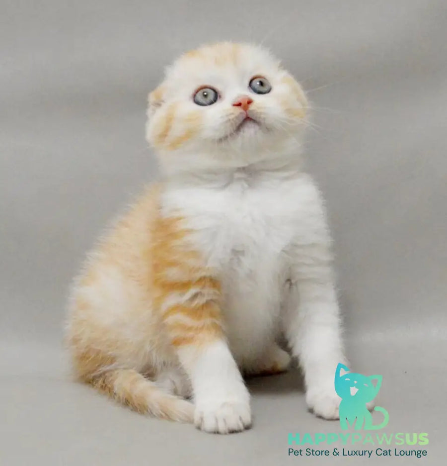 Vincent Scottish Fold male red silver spotted tabby bicolour - live animals