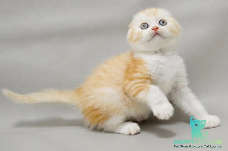 Vincent Scottish Fold male red silver spotted tabby bicolour - live animals