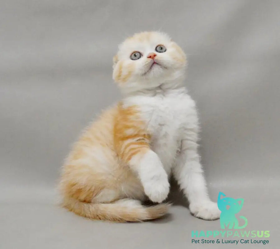 Vincent Scottish Fold male red silver spotted tabby bicolour - live animals
