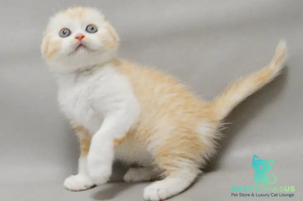 Vincent Scottish Fold male red silver spotted tabby bicolour - live animals