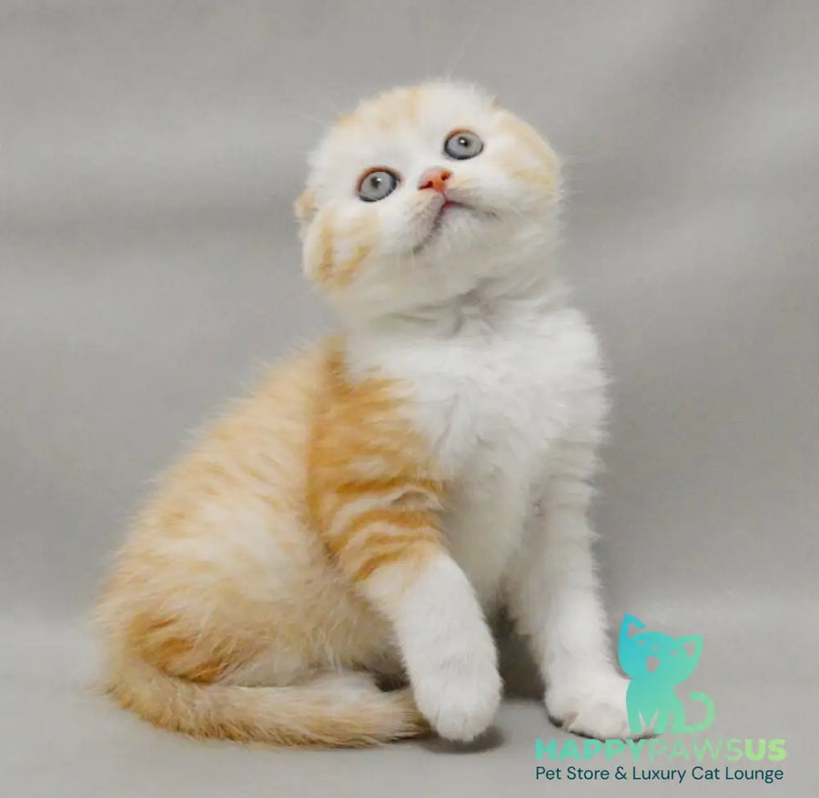 Vincent Scottish Fold male red silver spotted tabby bicolour - live animals