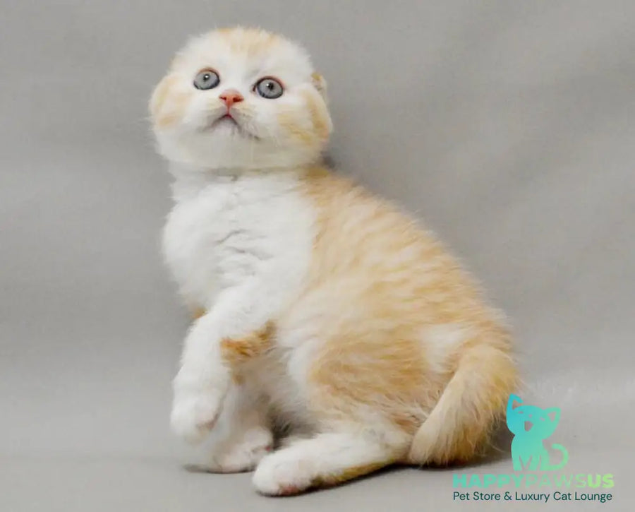 Vincent Scottish Fold male red silver spotted tabby bicolour - live animals