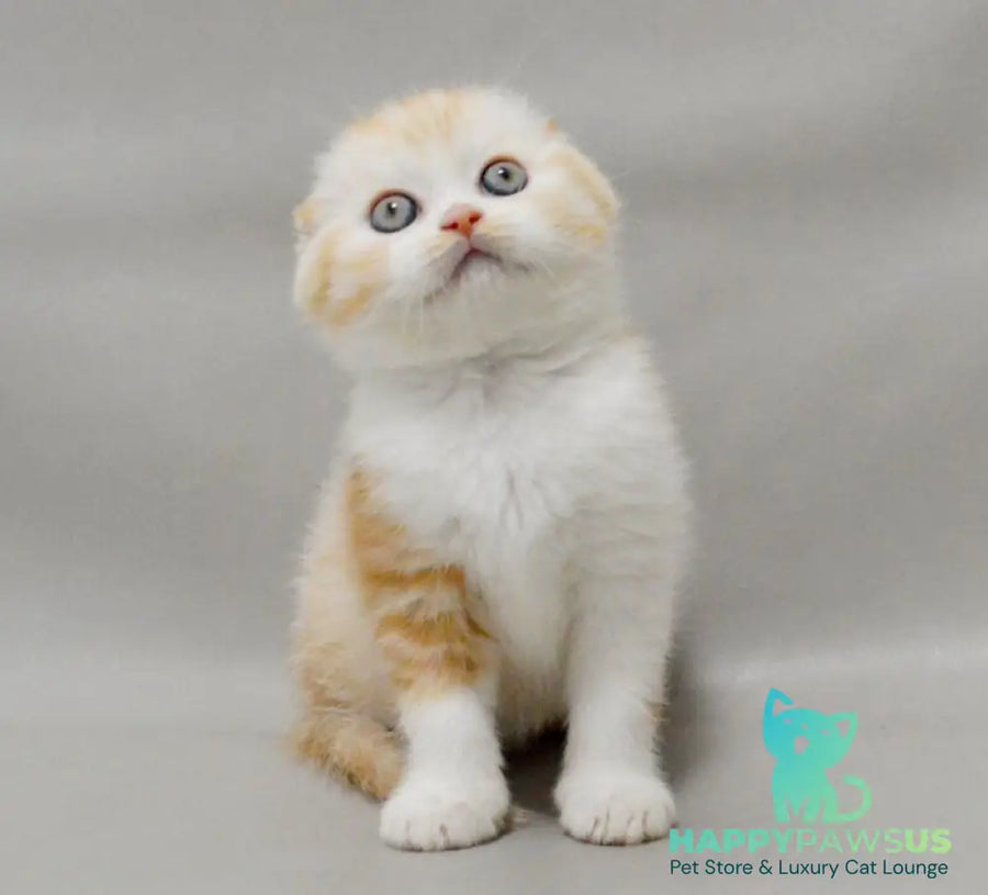 Vincent Scottish Fold male red silver spotted tabby bicolour - live animals