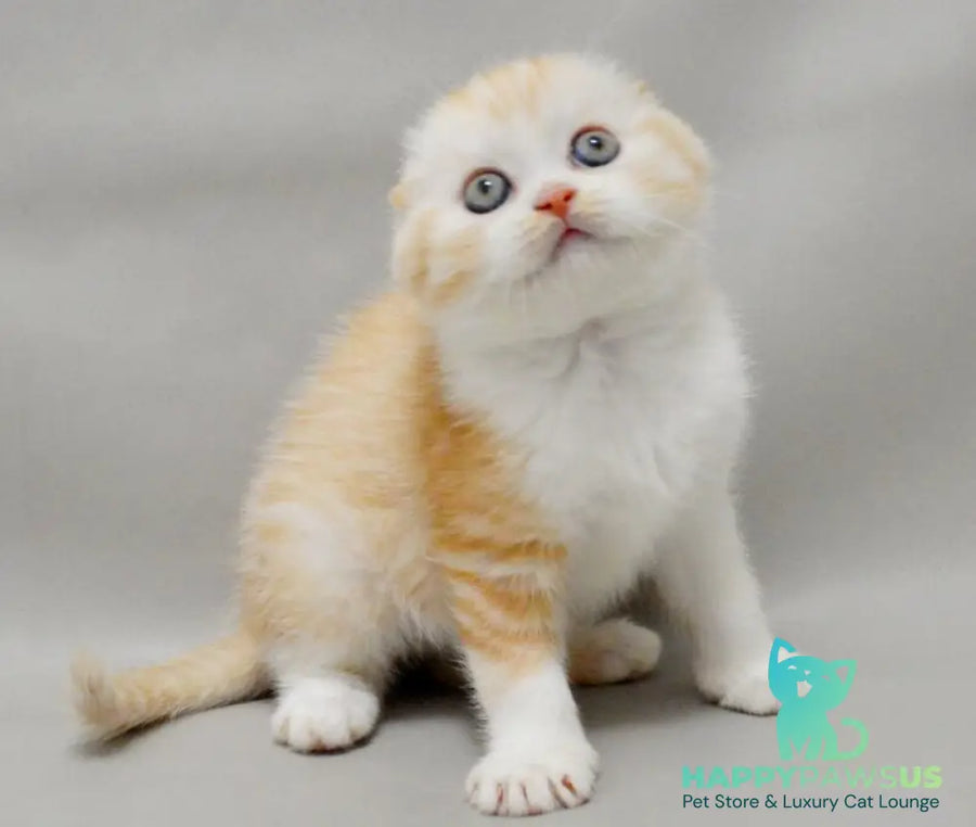 Vincent Scottish Fold male red silver spotted tabby bicolour - live animals
