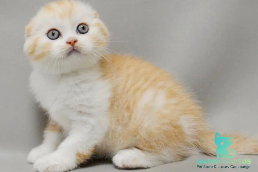 Vincent Scottish Fold male red silver spotted tabby bicolour - live animals