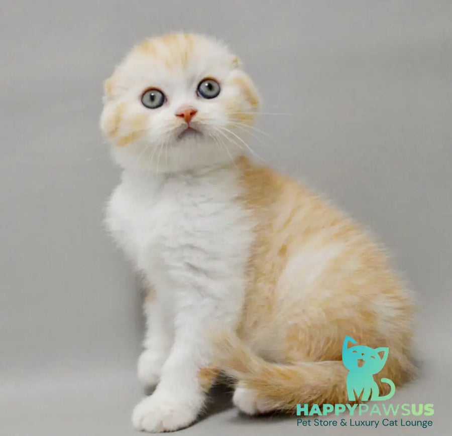 Vincent Scottish Fold male red silver spotted tabby bicolour - live animals