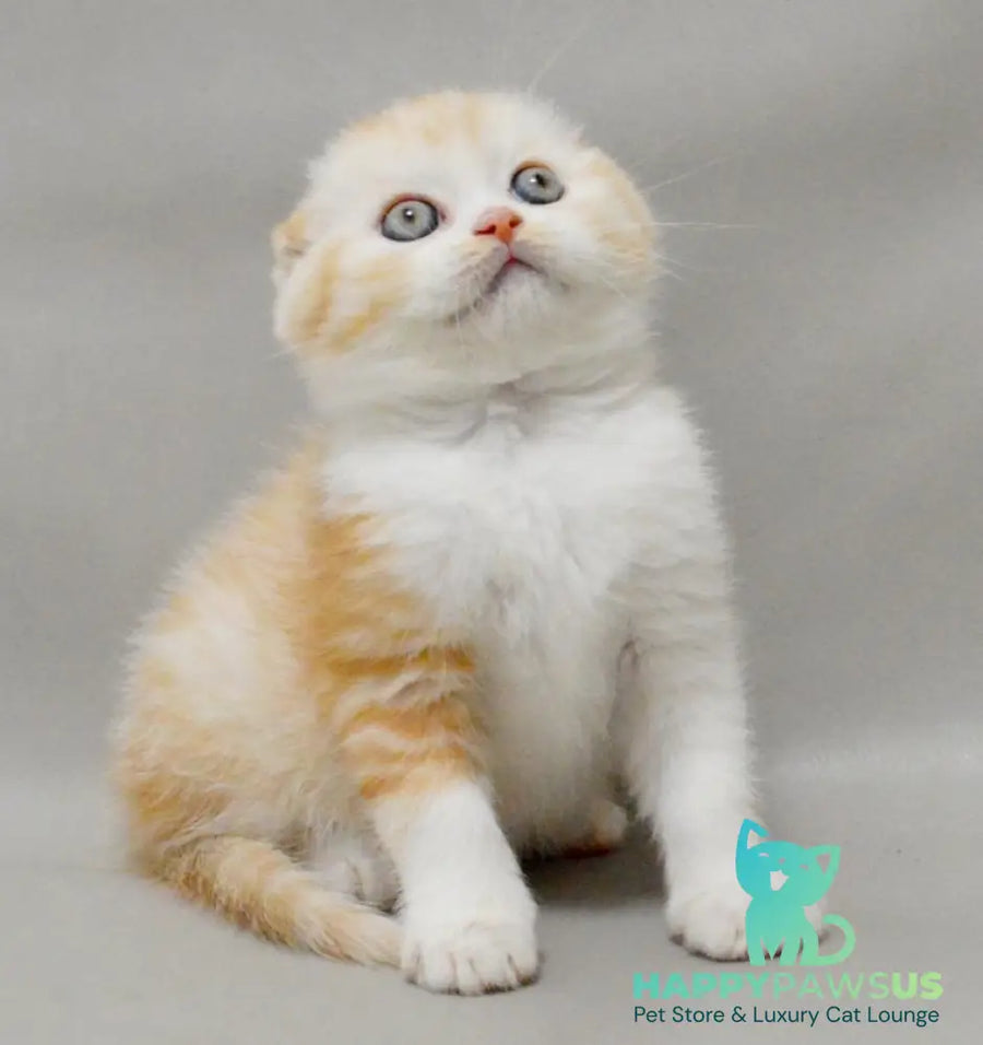 Vincent Scottish Fold male red silver spotted tabby bicolour - live animals