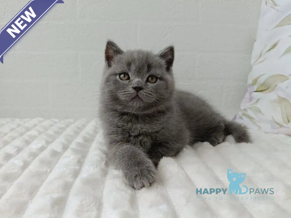Vincent Scottish Straight male blue - live animals