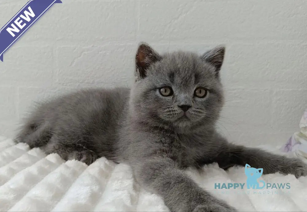 Vincent Scottish Straight male blue - live animals