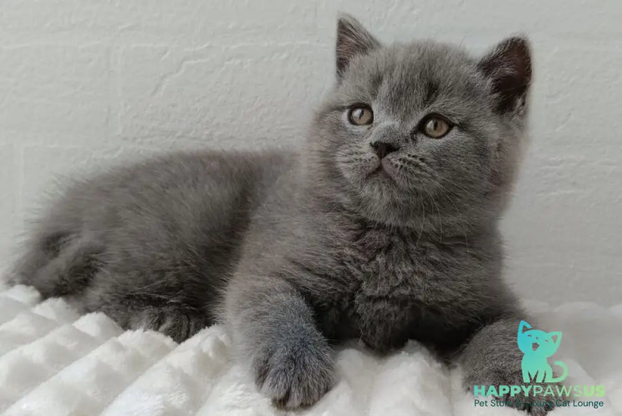 Vincent Scottish Straight male blue - live animals