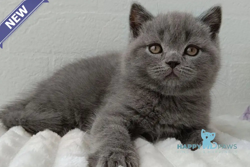 Vincent Scottish Straight male blue - live animals