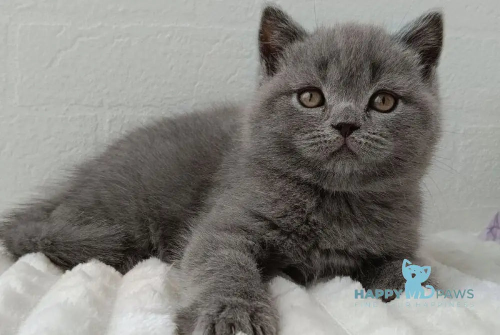 Vincent Scottish Straight male blue - live animals