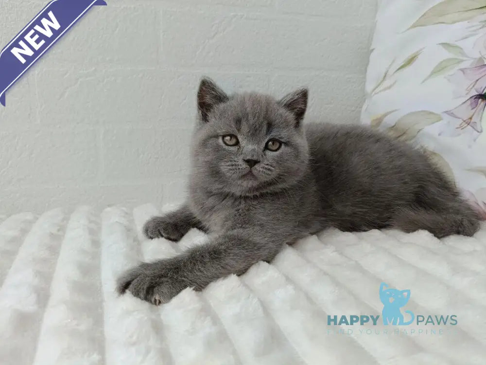 Vincent Scottish Straight male blue - live animals