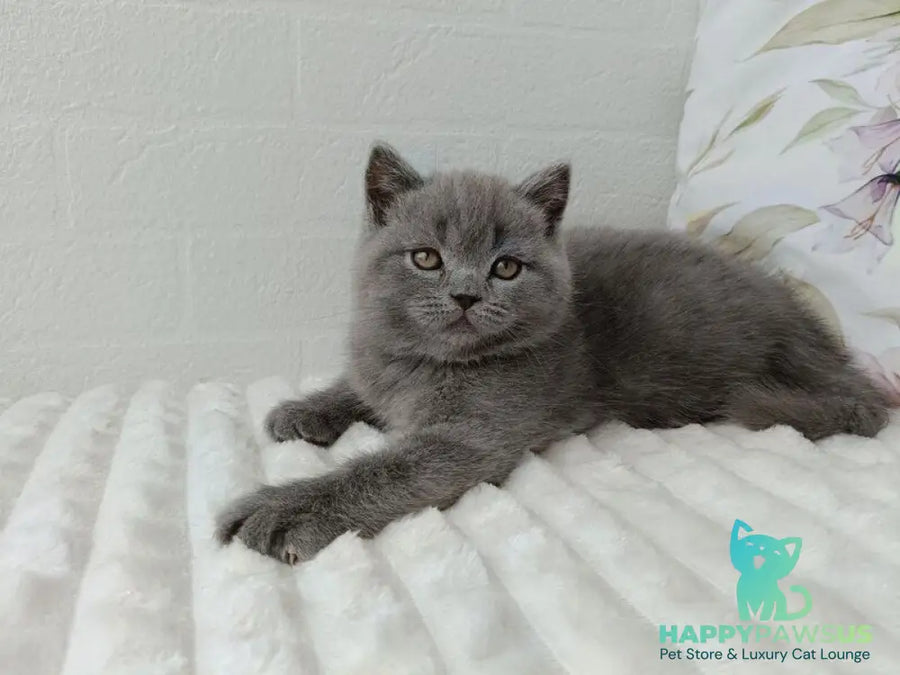 Vincent Scottish Straight male blue - live animals