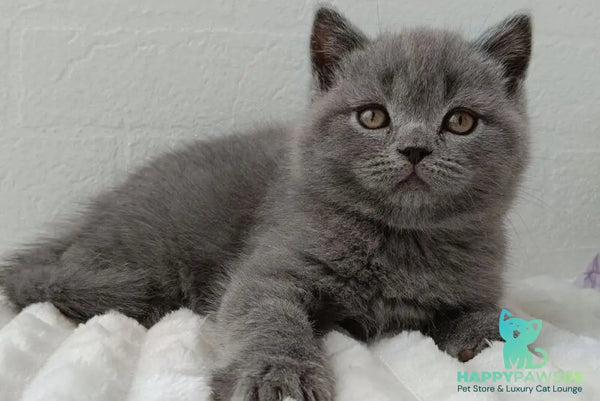 Vincent Scottish Straight male blue - live animals