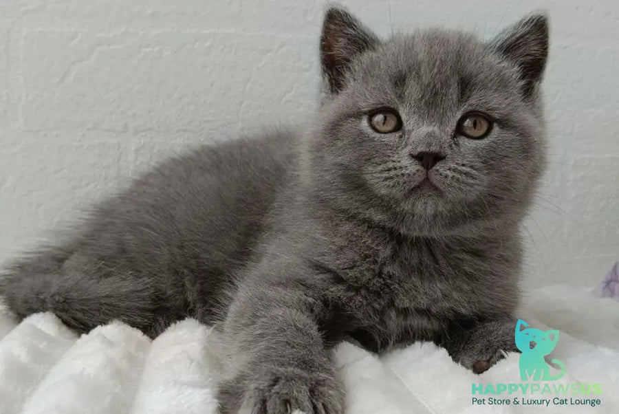 Vincent Scottish Straight male blue - live animals