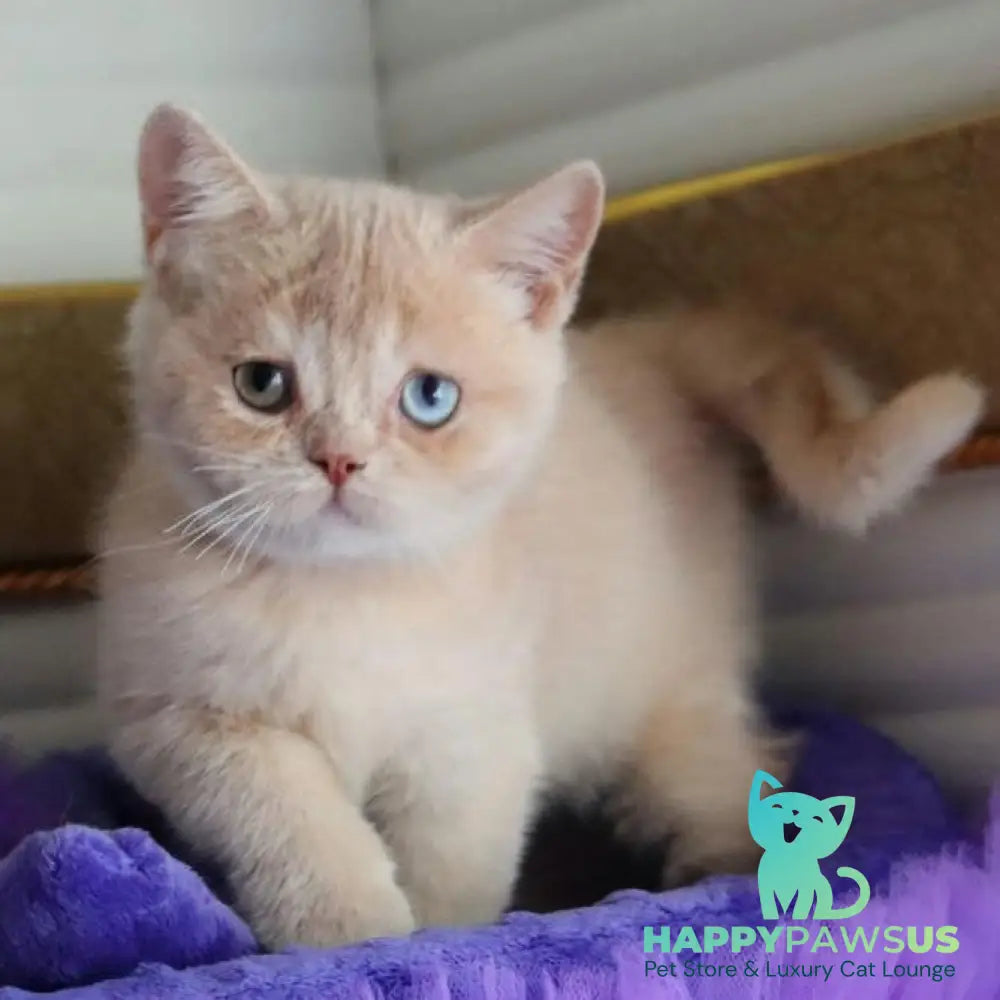 Vincento British Shorthair male cream golden shaded - live animals