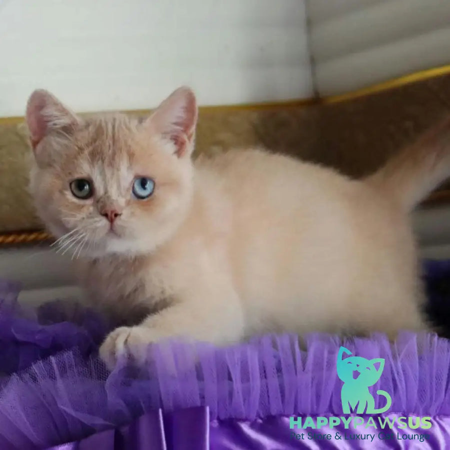 Vincento British Shorthair male cream golden shaded - live animals
