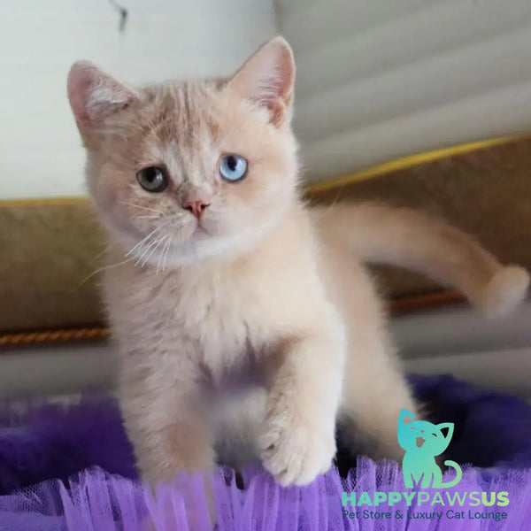 Vincento British Shorthair male cream golden shaded - live animals