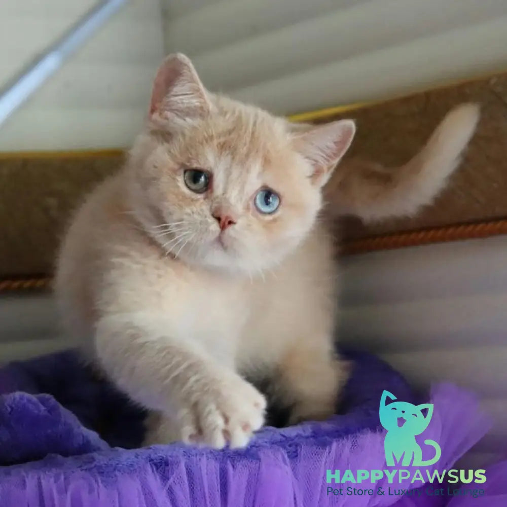 Vincento British Shorthair male cream golden shaded - live animals