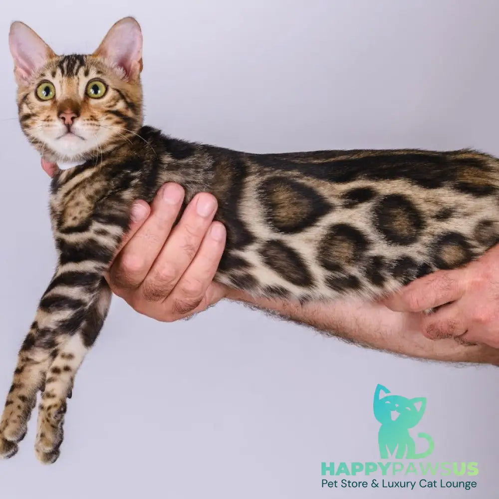 Vincenzo Bengal male black spotted tabby - live animals