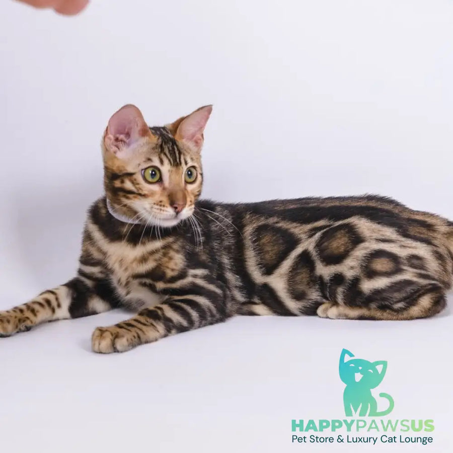 Vincenzo Bengal male black spotted tabby - live animals