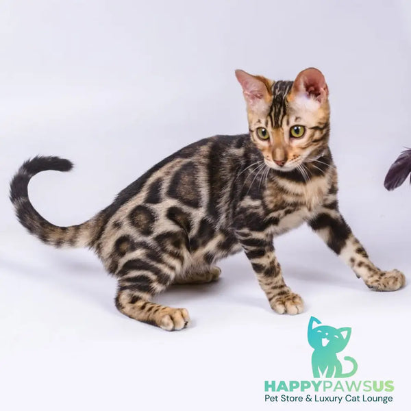 Vincenzo Bengal male black spotted tabby - live animals
