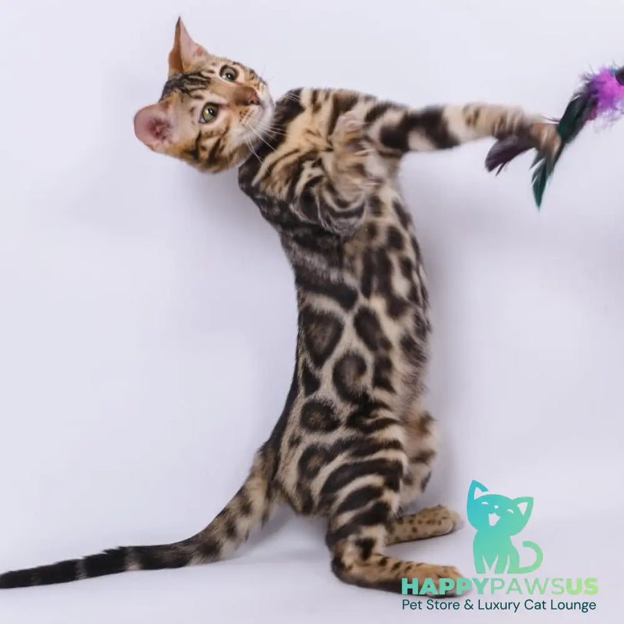 Vincenzo Bengal male black spotted tabby - live animals