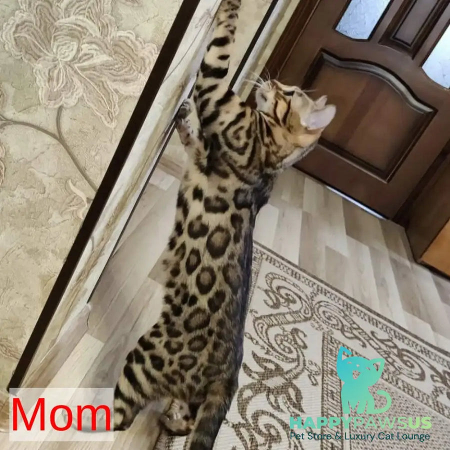 Vincenzo Bengal male black spotted tabby - live animals