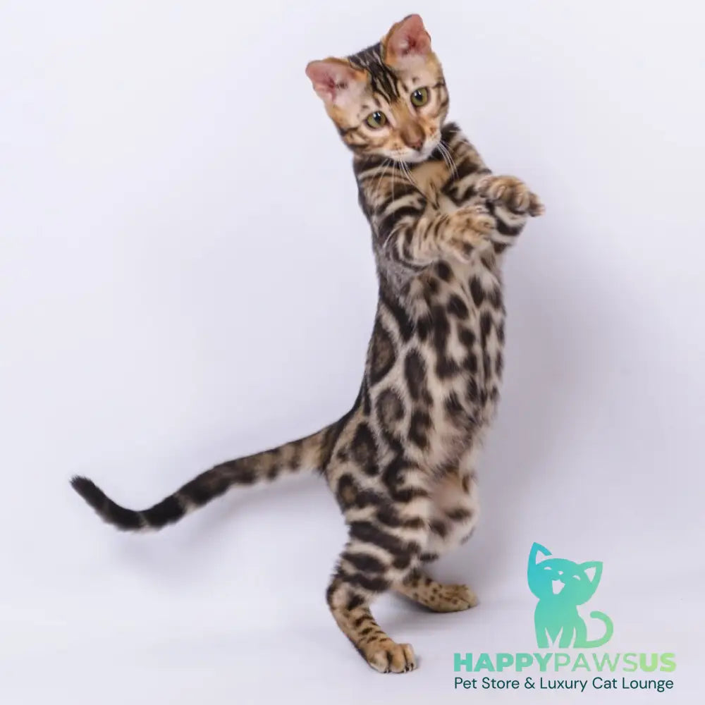 Vincenzo Bengal male black spotted tabby - live animals
