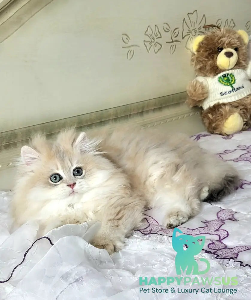 Vinnie British Longhair male lilac golden chinchilla live animals