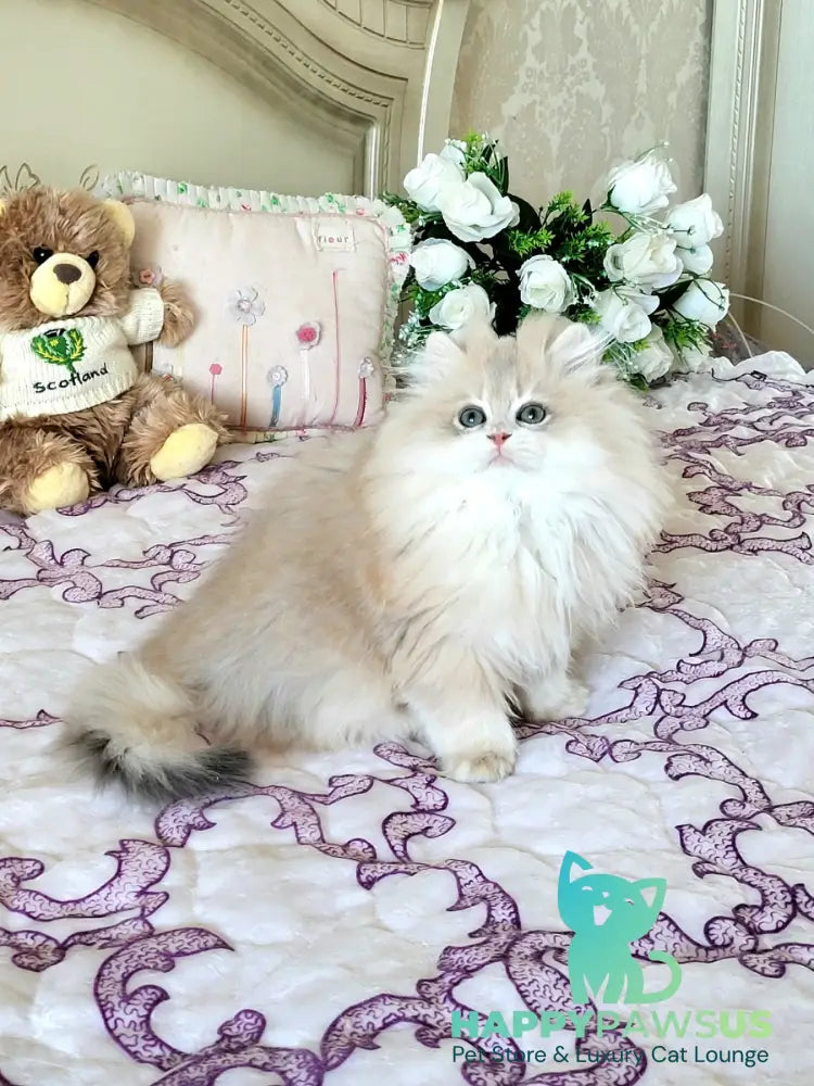 Vinnie British Longhair male lilac golden chinchilla live animals