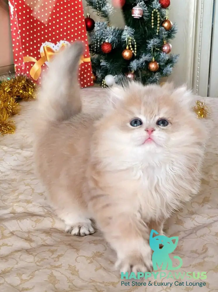 Vinnie British Longhair male lilac golden chinchilla live animals