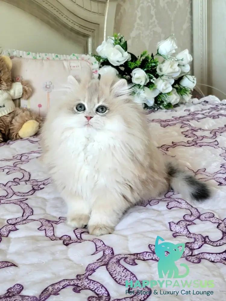 Vinnie British Longhair male lilac golden chinchilla live animals