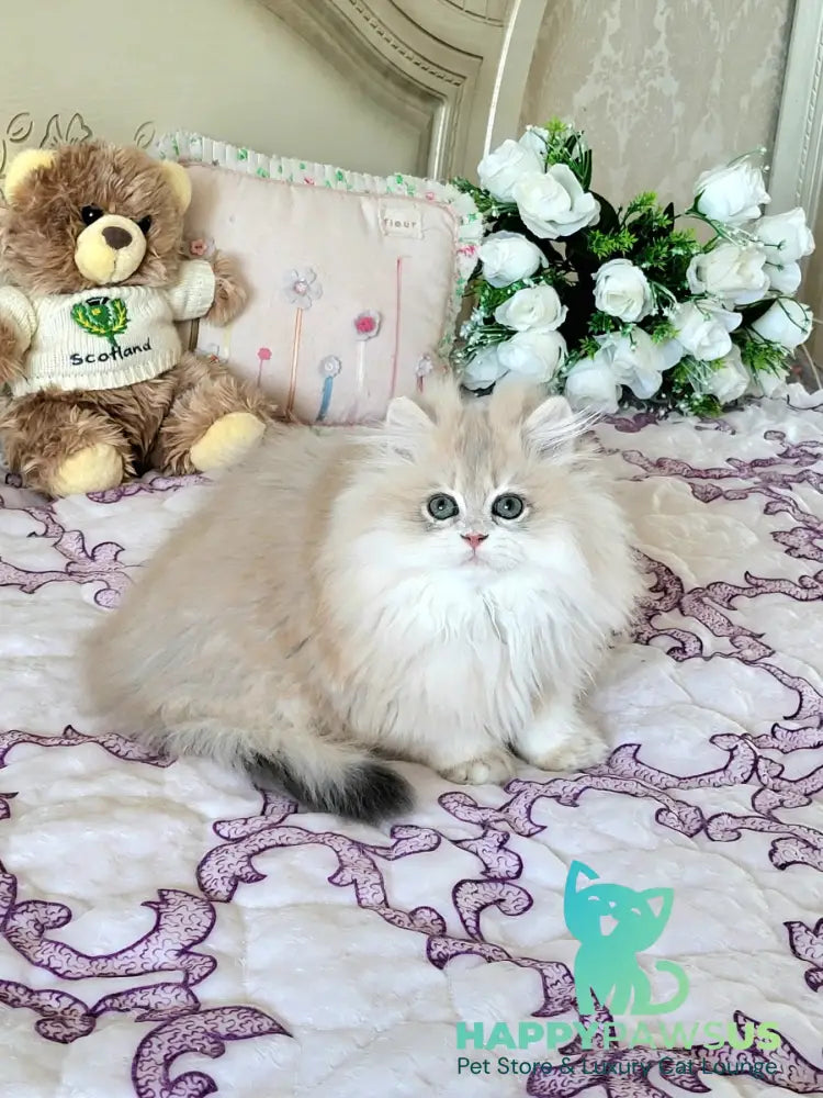 Vinnie British Longhair male lilac golden chinchilla live animals