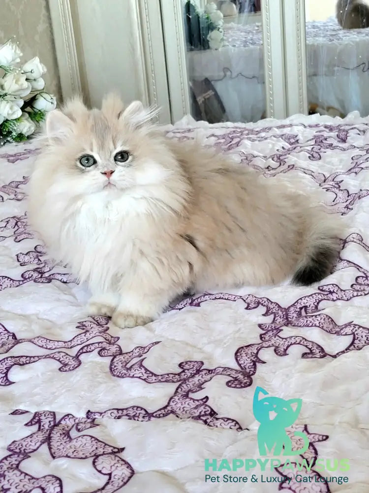 Vinnie British Longhair male lilac golden chinchilla live animals