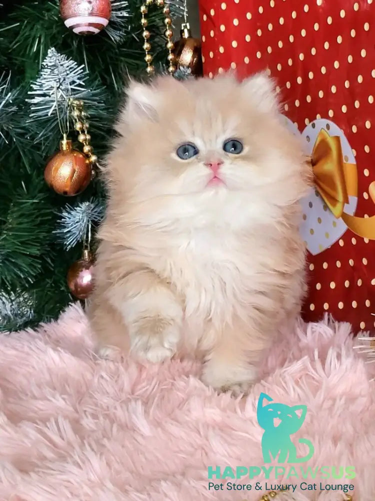 Vinnie British Longhair male lilac golden chinchilla live animals