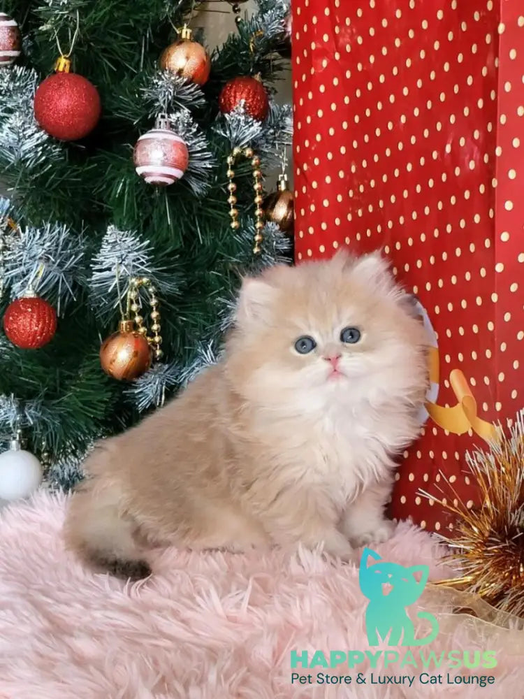 Vinnie British Longhair male lilac golden chinchilla live animals