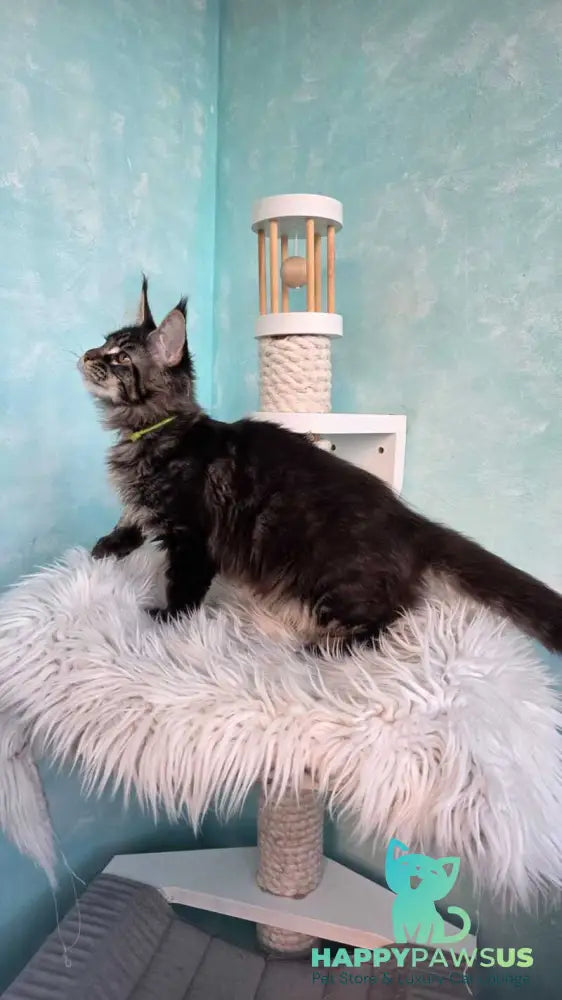 Vinnie Maine Coon male black tabby live animals