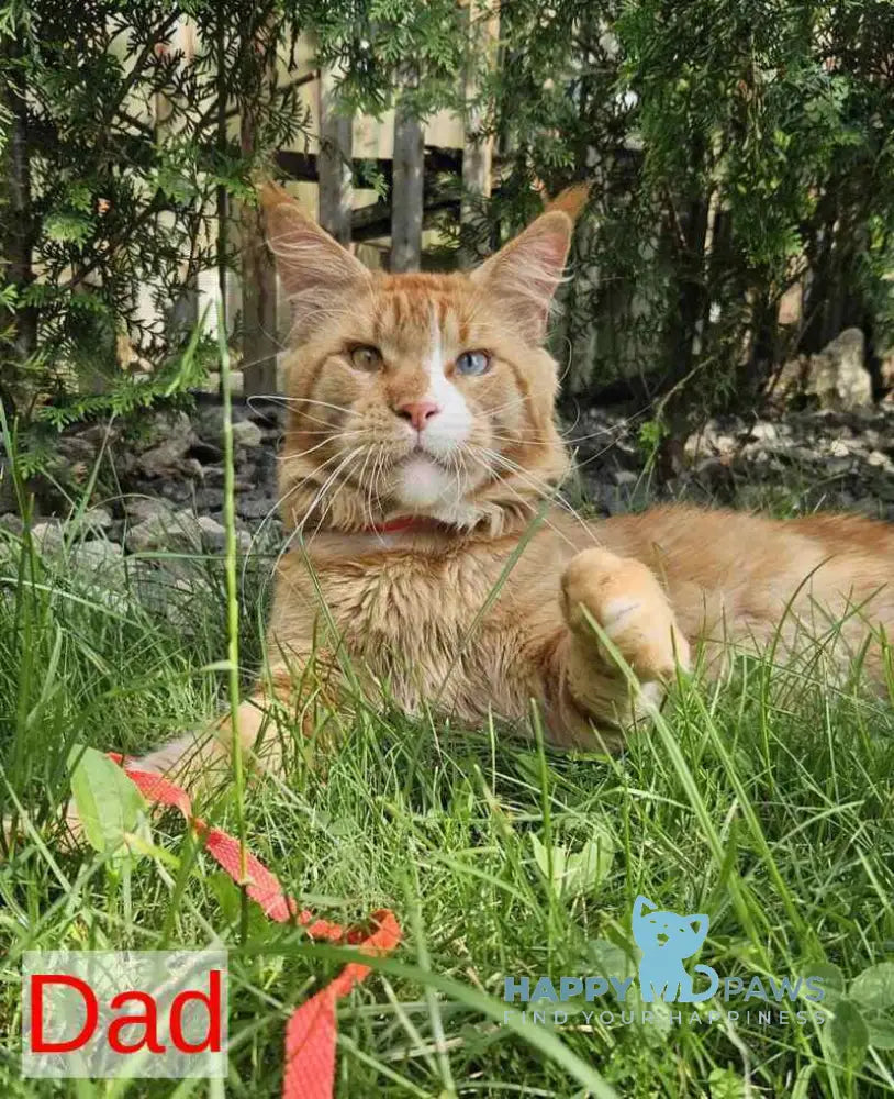 Vinnie Maine Coon male black tabby live animals