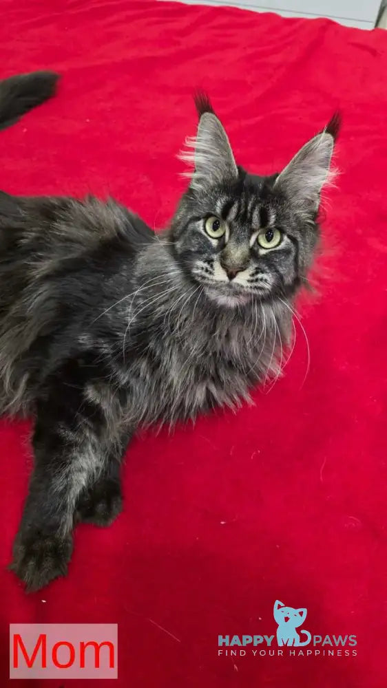 Vinnie Maine Coon male black tabby live animals