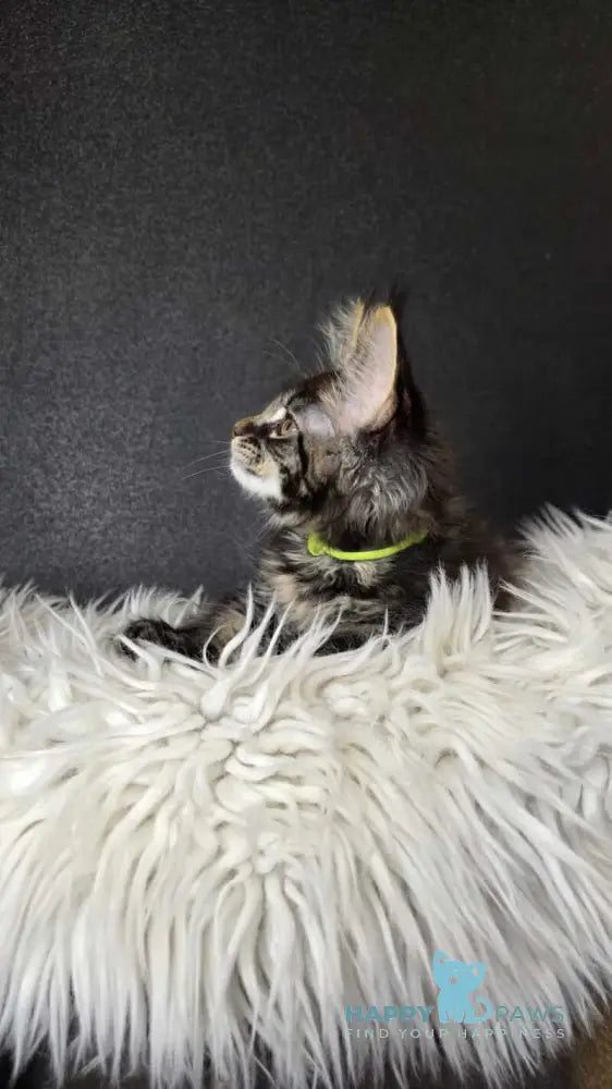 Vinnie Maine Coon male black tabby live animals