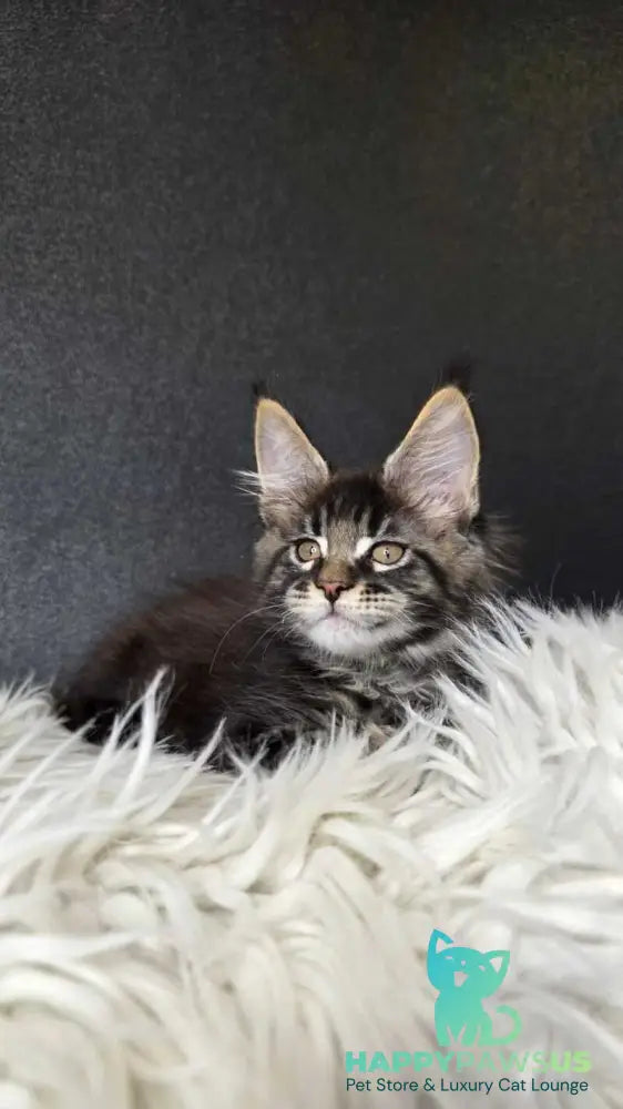 Vinnie Maine Coon male black tabby live animals