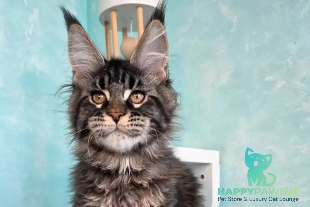 Vinnie Maine Coon male black tabby live animals
