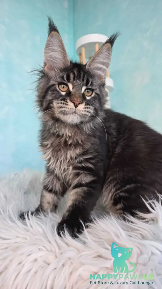 Vinnie Maine Coon male black tabby live animals